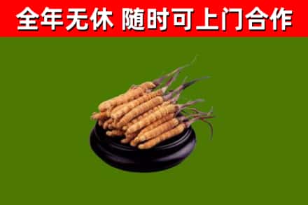 滨海回收冬虫夏草